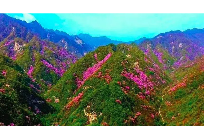 谷雨踏青賞紫荊花海